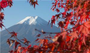 Thời Gian Diễn Ra Mùa Thu Lá Đỏ Tại Nhật Bản